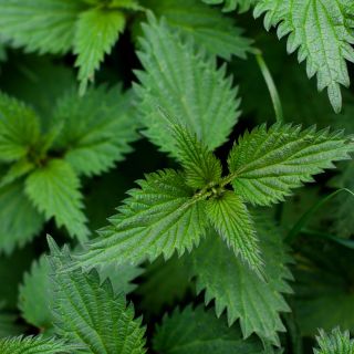 Ekstrakt z liści pokrzywy (Urtica dioica)